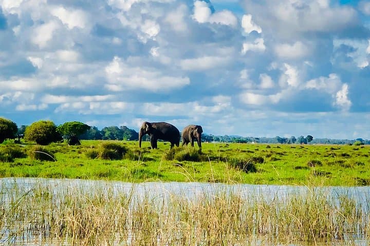 Pottuvil Lagoon Mangrove Safari — Arugam Bay Eco Tour photo 2