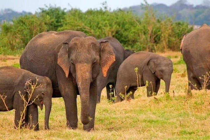 Pottuvil Lagoon Mangrove Safari — Arugam Bay Eco Tour photo 3