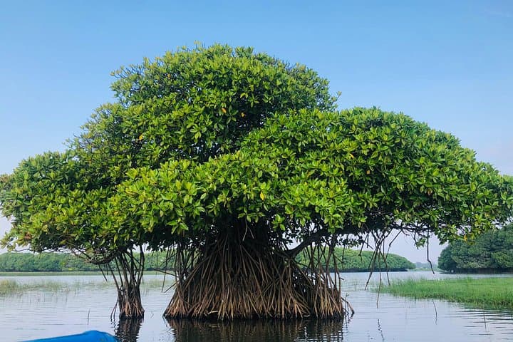 Pottuvil Lagoon Mangrove Safari — Arugam Bay Eco Tour photo 4