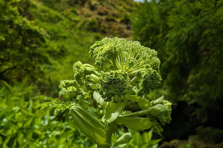 Customizable Full-Day Private Tour of Faial: Horta, Caldeira & Capelinhos photo 2