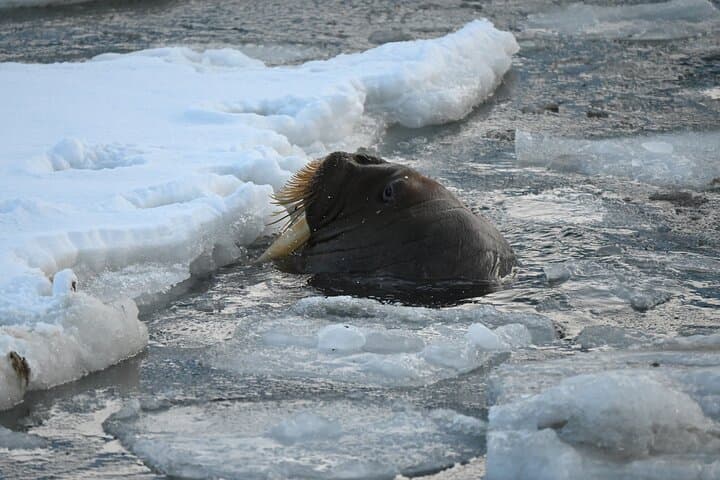 Longyearbyen Photo Walking Tour: Arctic Town & Polar Night Highlights photo 6
