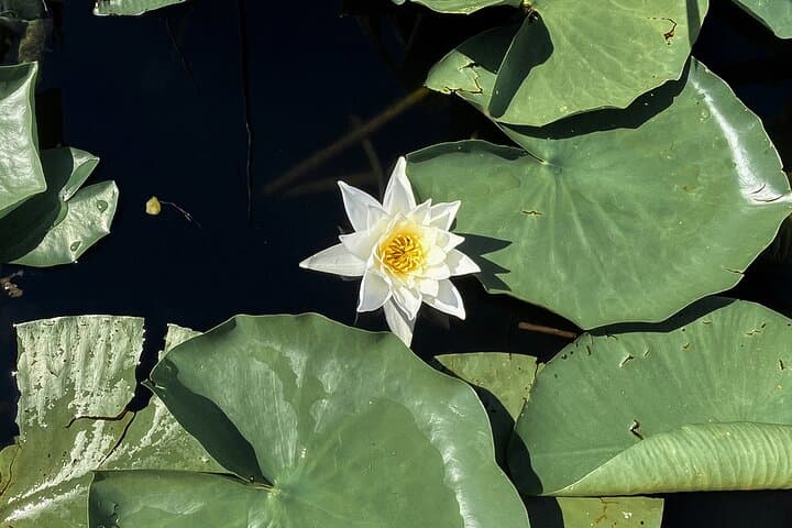 Skadar Lake Kayak Tour — 4-Hour Guided Paddle from Vranjina photo 5