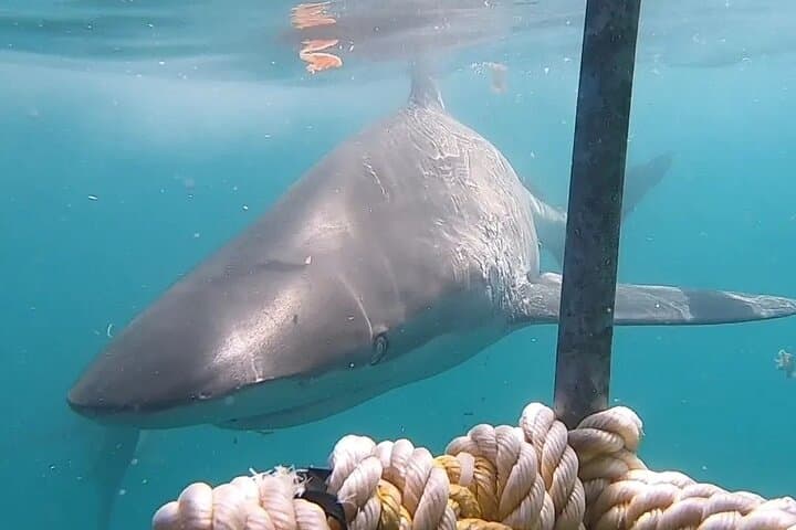 Shark Cage Diving and Whale Watching Combo — Gansbaai Marine Safari