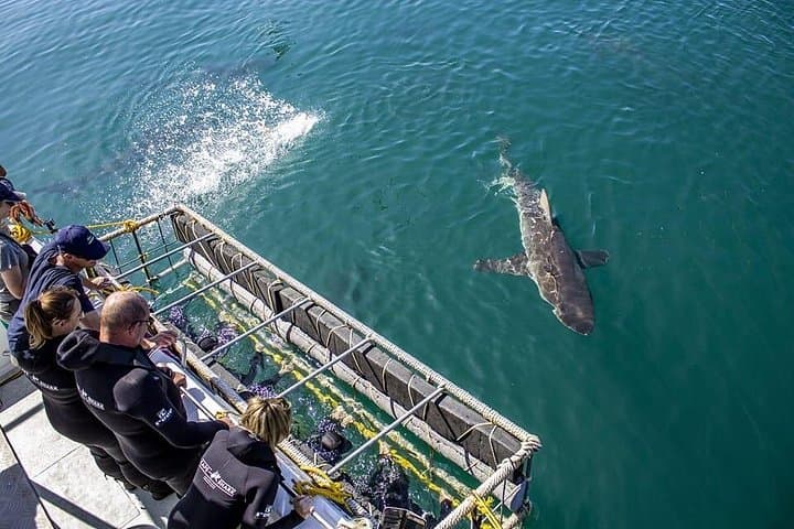 Shark Cage Diving and Whale Watching Combo — Gansbaai Marine Safari photo 3