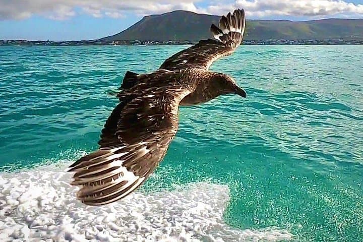 Shark Cage Diving and Whale Watching Combo — Gansbaai Marine Safari photo 4