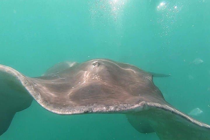 Shark Cage Diving and Whale Watching Combo — Gansbaai Marine Safari photo 6