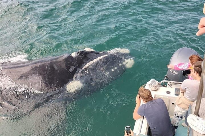 Shark Cage Diving and Whale Watching Combo — Gansbaai Marine Safari photo 5