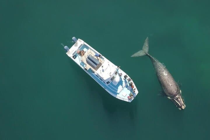 Shark Cage Diving and Whale Watching Combo — Gansbaai Marine Safari photo 2