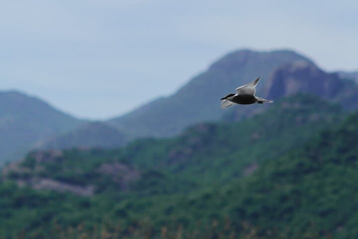Skadar Lake Kayak Tour — 4-Hour Guided Paddle from Vranjina photo 3