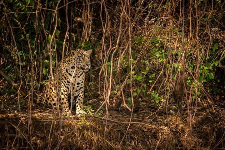 2-Day Wilderness Escape to Pench National Park: Nagpur Safari & Wildlife Experience