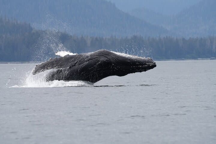 Sitka Whale Watching: Small-Boat Wildlife Adventure in Sitka Sound