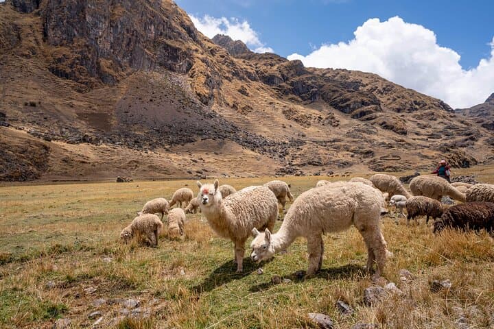 Kinsa Cocha Lakes Hike from Cusco: Day Trip to High-Andean Lagoons photo 2