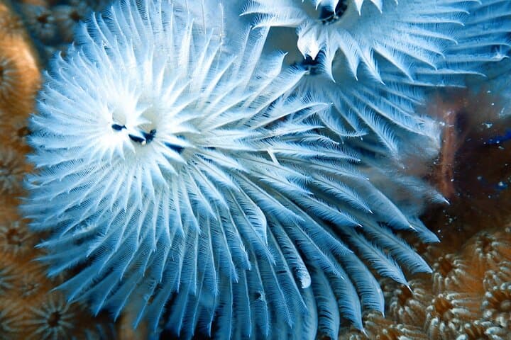 Private Concierge Shore Dive in Bonaire: Two-Tank Guided Reef Adventure photo 3