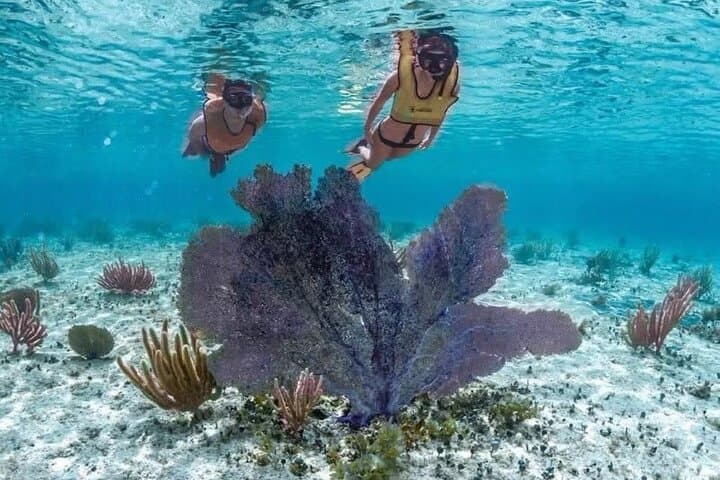 Cozumel Buggy Scape: Reef Snorkeling and Eastern Beach Club Adventure photo 5