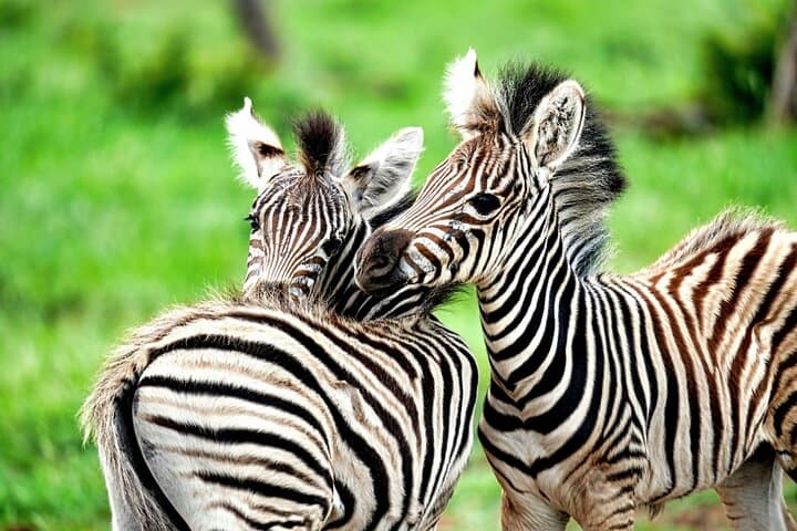 Chobe Explorer: Full-Day Land & River Safari from Victoria Falls photo 6