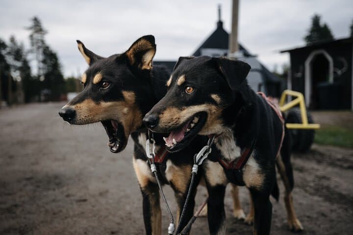 Rovaniemi Husky Cart Experience: 4km Self-Drive Autumn Forest Ride photo 3