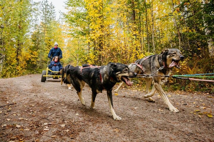 Rovaniemi Husky Cart Experience: 4km Self-Drive Autumn Forest Ride photo 4