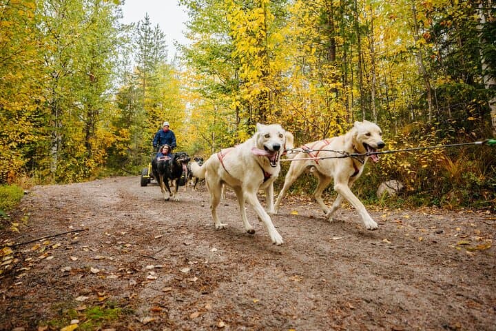 Rovaniemi Husky Cart Experience: 4km Self-Drive Autumn Forest Ride