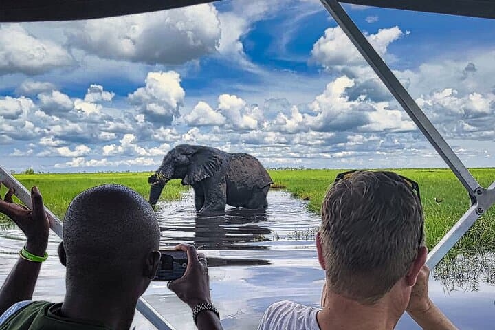 Chobe Half-Day River Safari from Victoria Falls — Morning Cruise to See Swimming Elephants photo 3