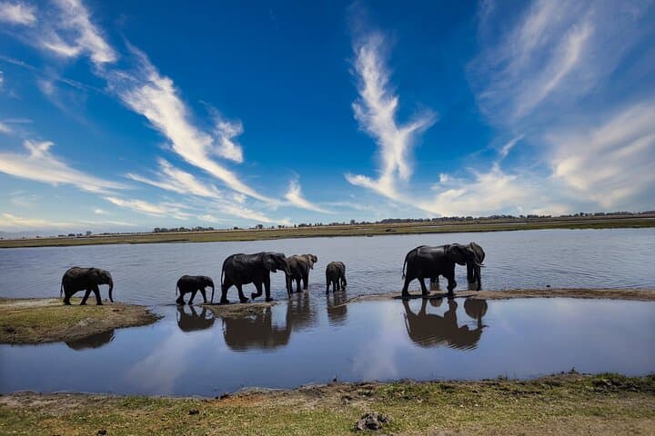 Chobe Half-Day River Safari from Victoria Falls — Morning Cruise to See Swimming Elephants photo 2