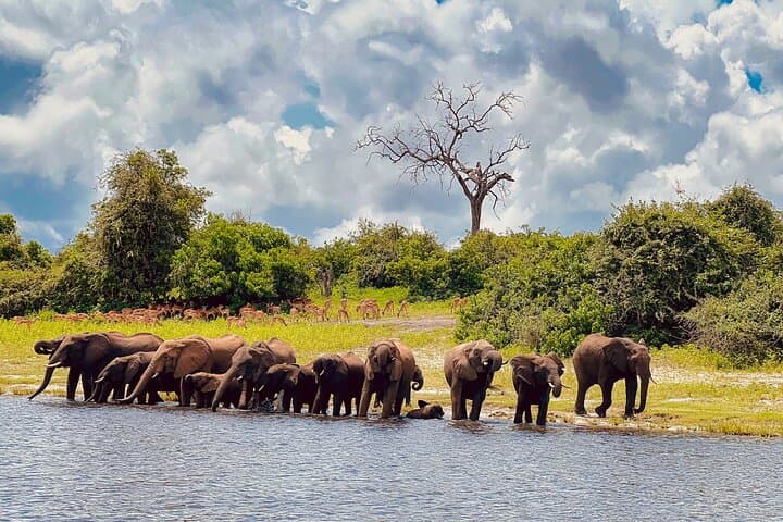 Chobe Half-Day River Safari from Victoria Falls — Morning Cruise to See Swimming Elephants photo 5