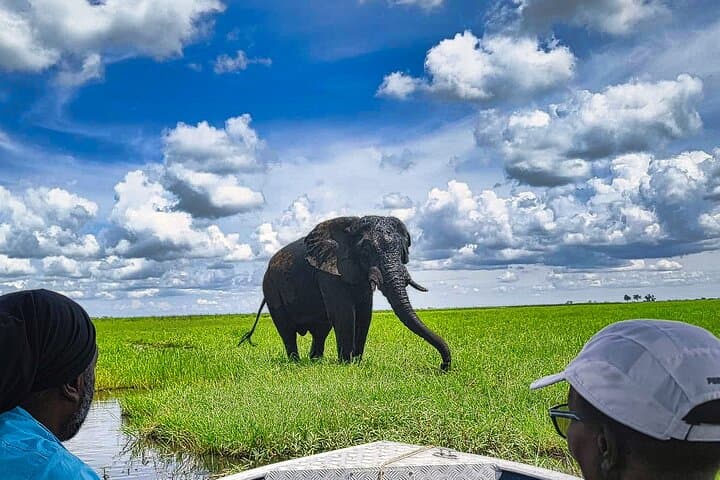 Chobe Half-Day River Safari from Victoria Falls — Morning Cruise to See Swimming Elephants photo 6