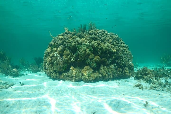 Stingray City Snorkel Tour Grand Cayman: Sandbar, Coral Gardens & Starfish photo 6