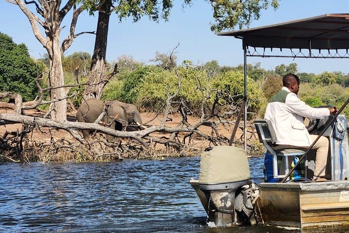 Chobe River Half-Day Safari: Elephants & Wildlife from Kasane photo 2
