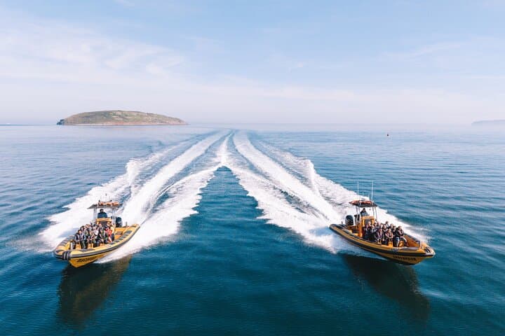High-Speed RIB Wildlife Boat Trips to Puffin Island from Anglesey