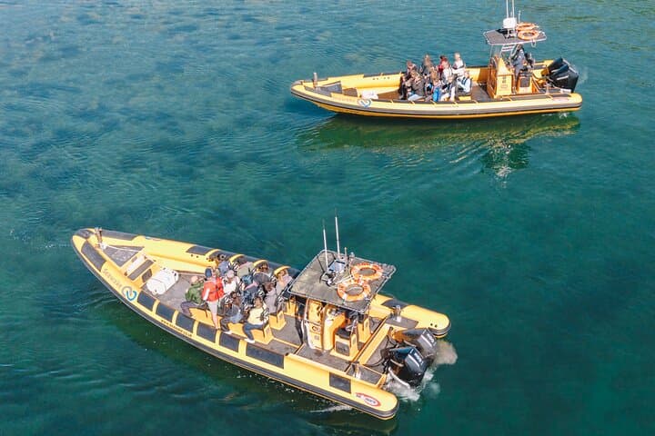 High-Speed RIB Wildlife Boat Trips to Puffin Island from Anglesey photo 4