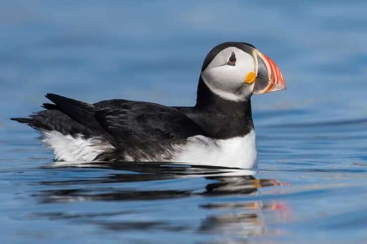 High-Speed RIB Wildlife Boat Trips to Puffin Island from Anglesey photo 6