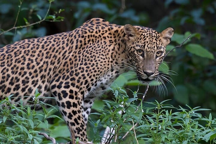 Full-Day Yala Safari: Leopard Watch & Sri Lankan Wildlife Experience photo 2