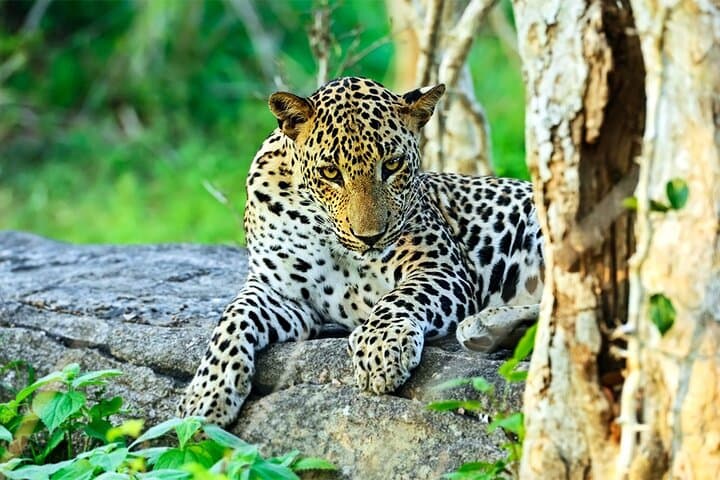 Full-Day Yala Safari: Leopard Watch & Sri Lankan Wildlife Experience photo 3