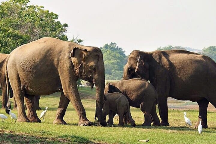 Full-Day Yala Safari: Leopard Watch & Sri Lankan Wildlife Experience photo 5