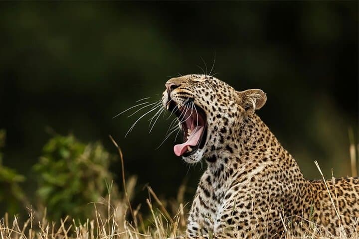 Full-Day Yala Safari: Leopard Watch & Sri Lankan Wildlife Experience photo 6