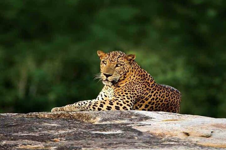 Full-Day Yala Safari: Leopard Watch & Sri Lankan Wildlife Experience