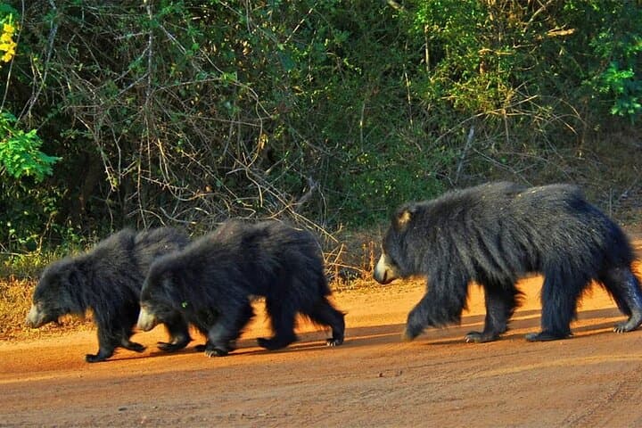 Full-Day Yala Safari: Leopard Watch & Sri Lankan Wildlife Experience photo 4