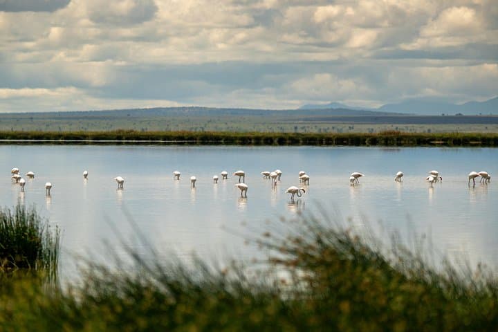 3-Day Amboseli Private Mid-Luxury Safari — Elephants, Plains and Kilimanjaro Views photo 2