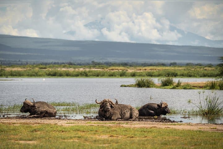 3-Day Amboseli Private Mid-Luxury Safari — Elephants, Plains and Kilimanjaro Views photo 3