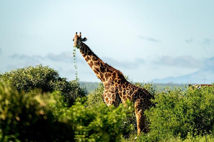 3-Day Amboseli Private Mid-Luxury Safari — Elephants, Plains and Kilimanjaro Views photo 4