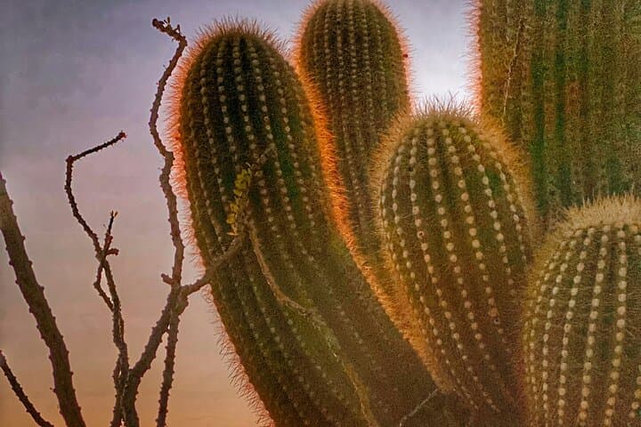 Phoenix Landmarks Tour: Desert Botanical Garden, MIM & South Mountain photo 6