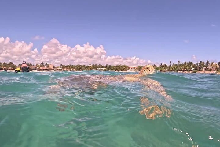 Private Turtle Swim & Underground Cenote Tour — Riviera Maya Experience photo 2