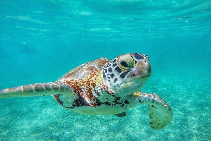 Private Turtle Swim & Underground Cenote Tour — Riviera Maya Experience photo 3