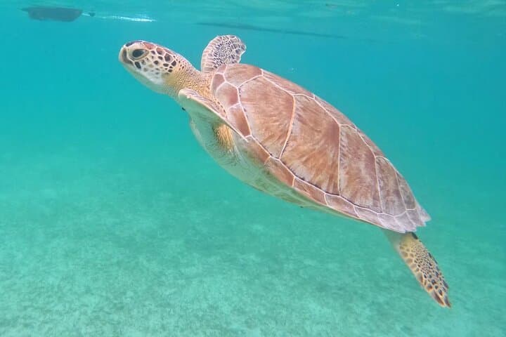 Private Turtle Swim & Underground Cenote Tour — Riviera Maya Experience photo 4