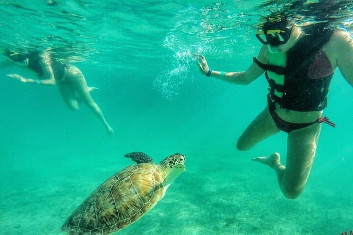 Private Turtle Swim & Underground Cenote Tour — Riviera Maya Experience