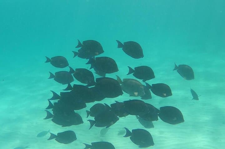 Private Turtle Swim & Underground Cenote Tour — Riviera Maya Experience photo 6