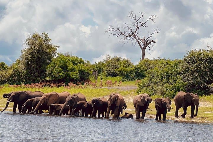 Chobe Dual River Safari from Victoria Falls — Morning Cruise & Afternoon Wildlife photo 2