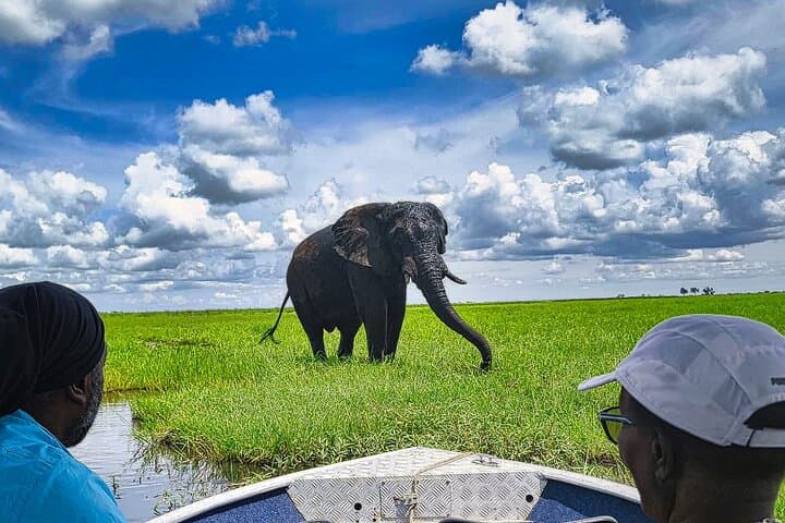 Chobe River Half-Day Safari: Elephants & Wildlife from Kasane photo 5