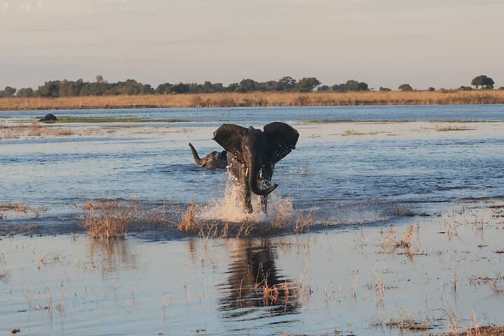 Chobe Sunrise River Safari: First-Light Wildlife Cruise from Kasane