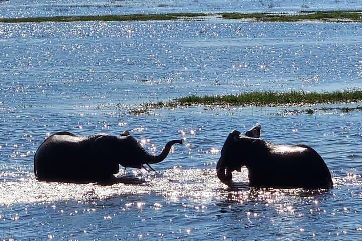 One Day, Two Worlds: Chobe Land-and-River Safari from Victoria Falls photo 4